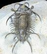Alien Looking Ceratarges Trilobite - Top Quality #56543-8